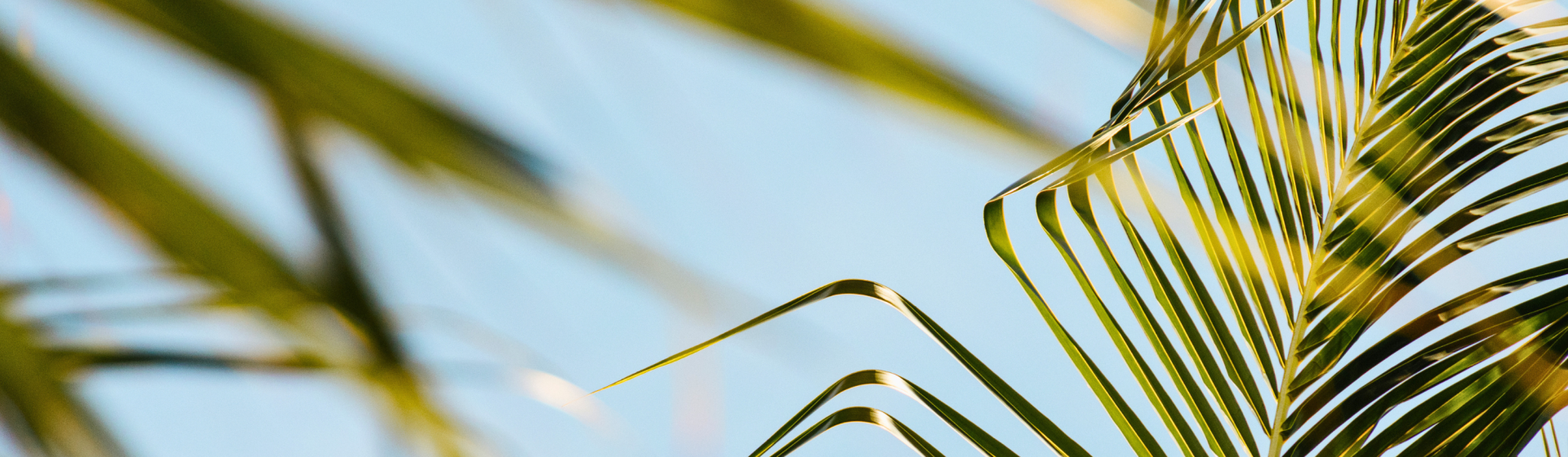 Leaf Background - Images (3,000 X 2,000)